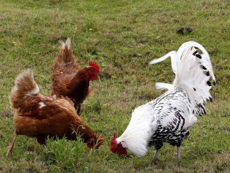 Goulburn Poultry Fanciers' Society - Annual Show