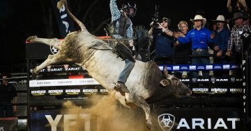 Bungendore’s Jack Brodrick receives draft call from bull riding’s big league