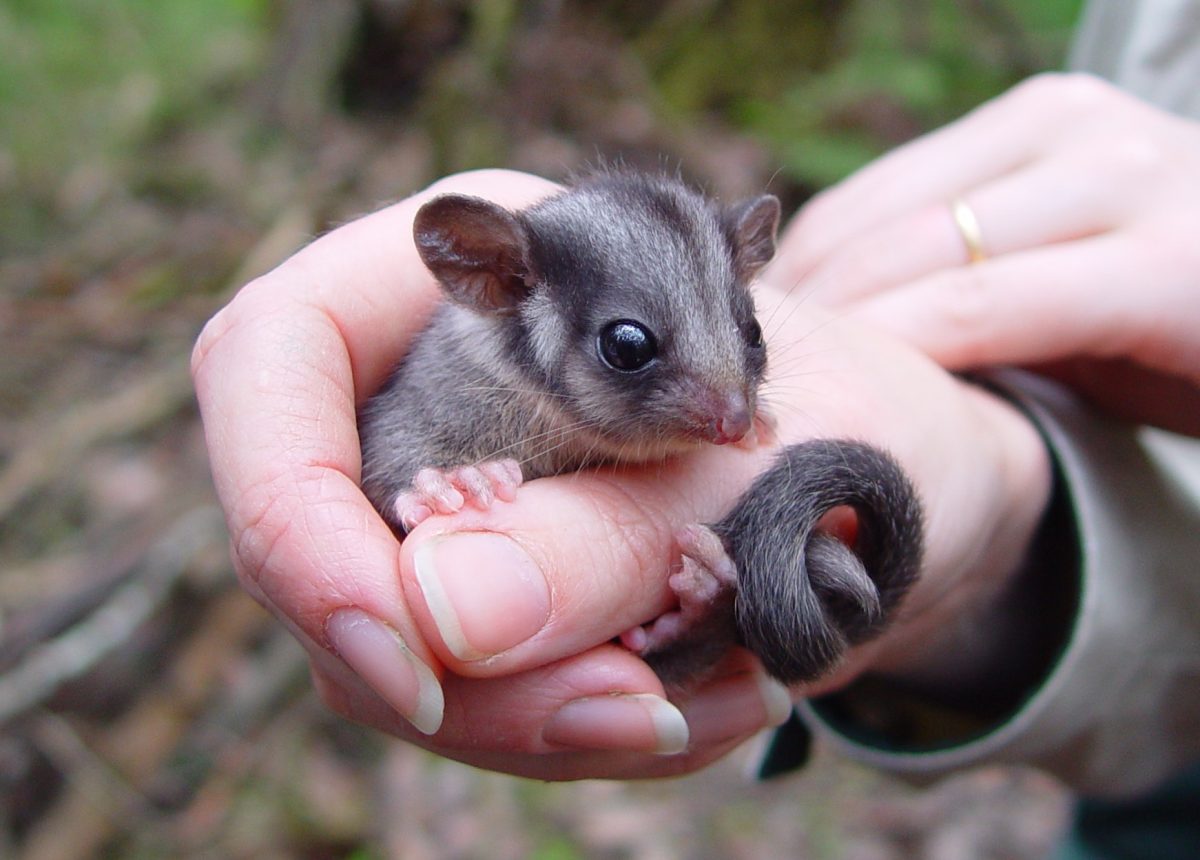 baby possum