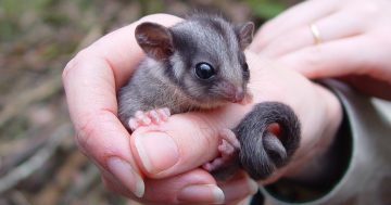 Species considered extinct in NSW found in Kosciuszko National Park