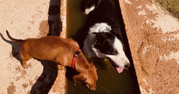 Salty the sheepdog leaves big pawprints behind