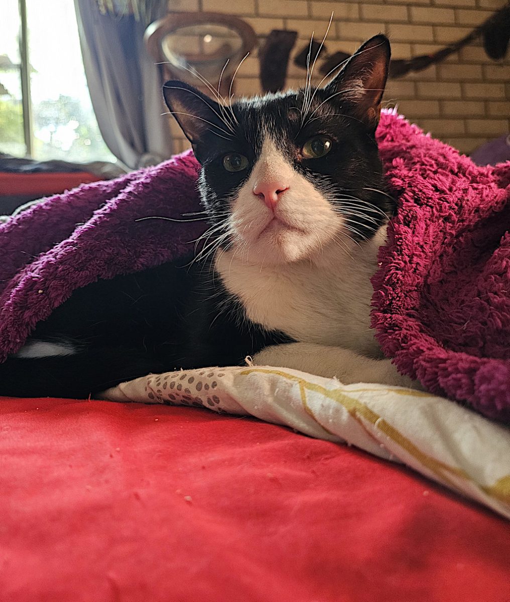 Snuggler-in-chief James is looking for a home full of human and furry family members to cuddle up with.