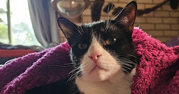Eurobodalla Animal Welfare League's Pet of the Week: Meet James!