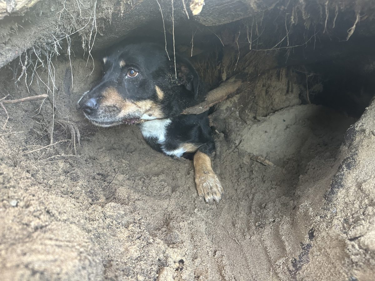 pup stuck in a wombat den