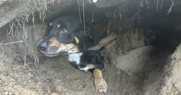 Missing dogs rescued from wombat burrow at Eden