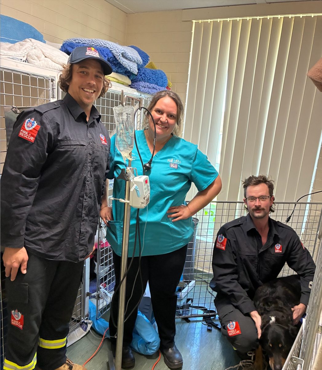 firies, a vet and dogs