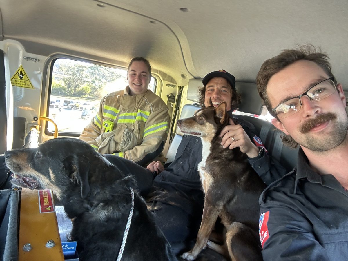 Firefighters sitting in a truck with two dogs