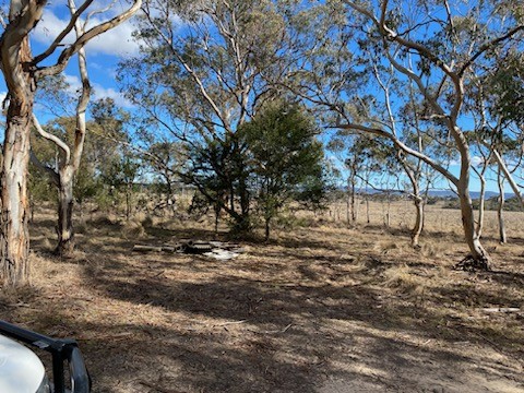 Bushland with items dumped in the background