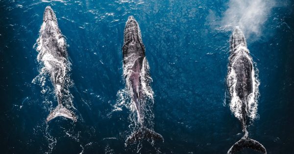Photographer captures, counts whales during an annual survey - and shares the results
