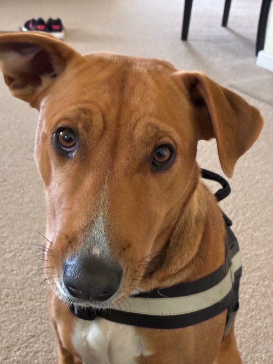 Daisy dog is sweet, shy and eager-to-please. Could her new home be with you?