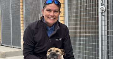 'Last piece of the puzzle': Queanbeyan pound to reopen after months-long closure