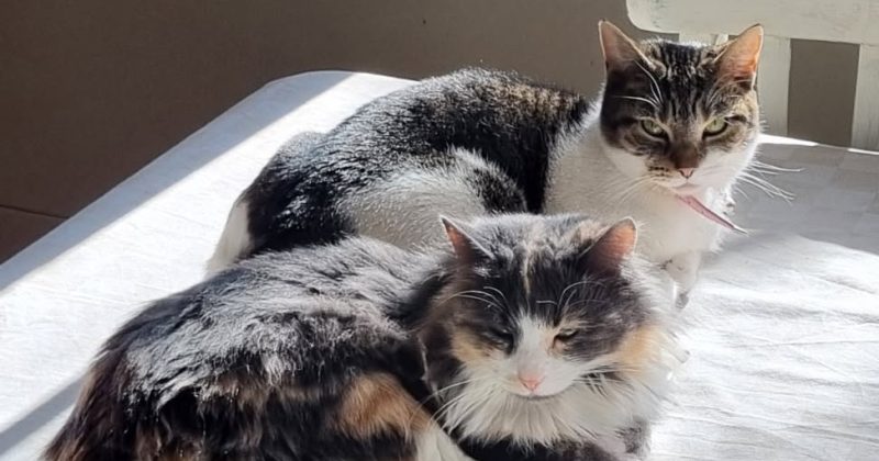 Eurobodalla Animal Welfare League's Pets of the Week: Meet Daisy, Millie and Daisy!