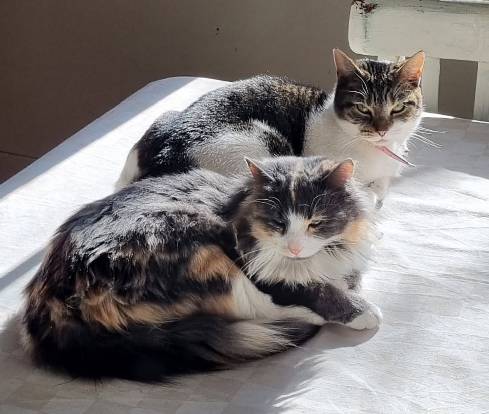 If you're looking for a pair of fuzzy hot water bottles for these chilly winter mornings, Millie and Daisy are the girls for you.
