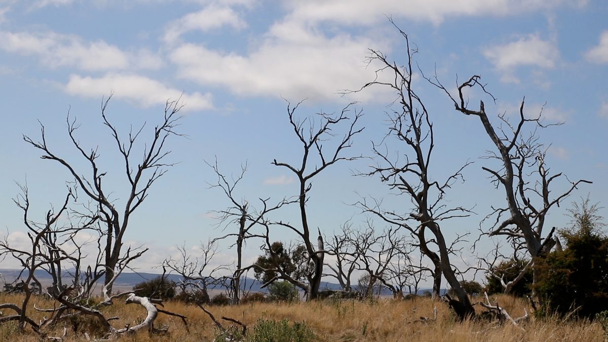Travelling through the Monaro region, many pass the stands of silent, skeletal trees. They are the subject of a documentary, <em>Manna</em>.