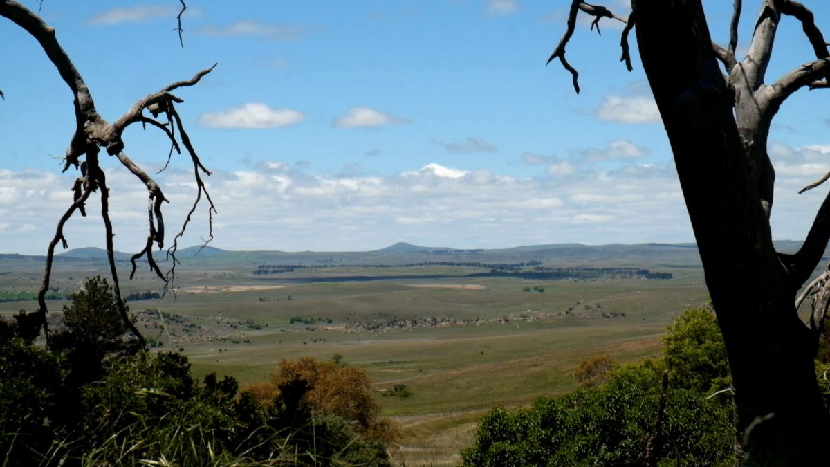 The documentary <em>Manna</em> is a discussion on the silent collapse of the Monaro grassy woodland ecosystem.