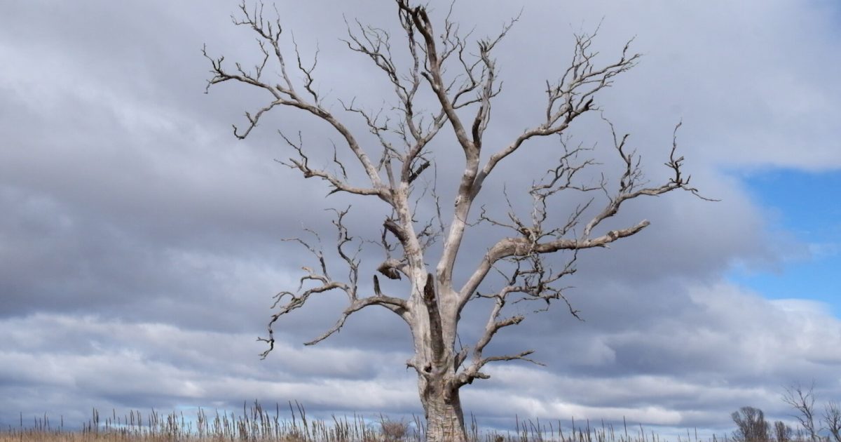Documentary about ecosystem ‘degradation’ in Monaro a finalist in Far South Film Festival