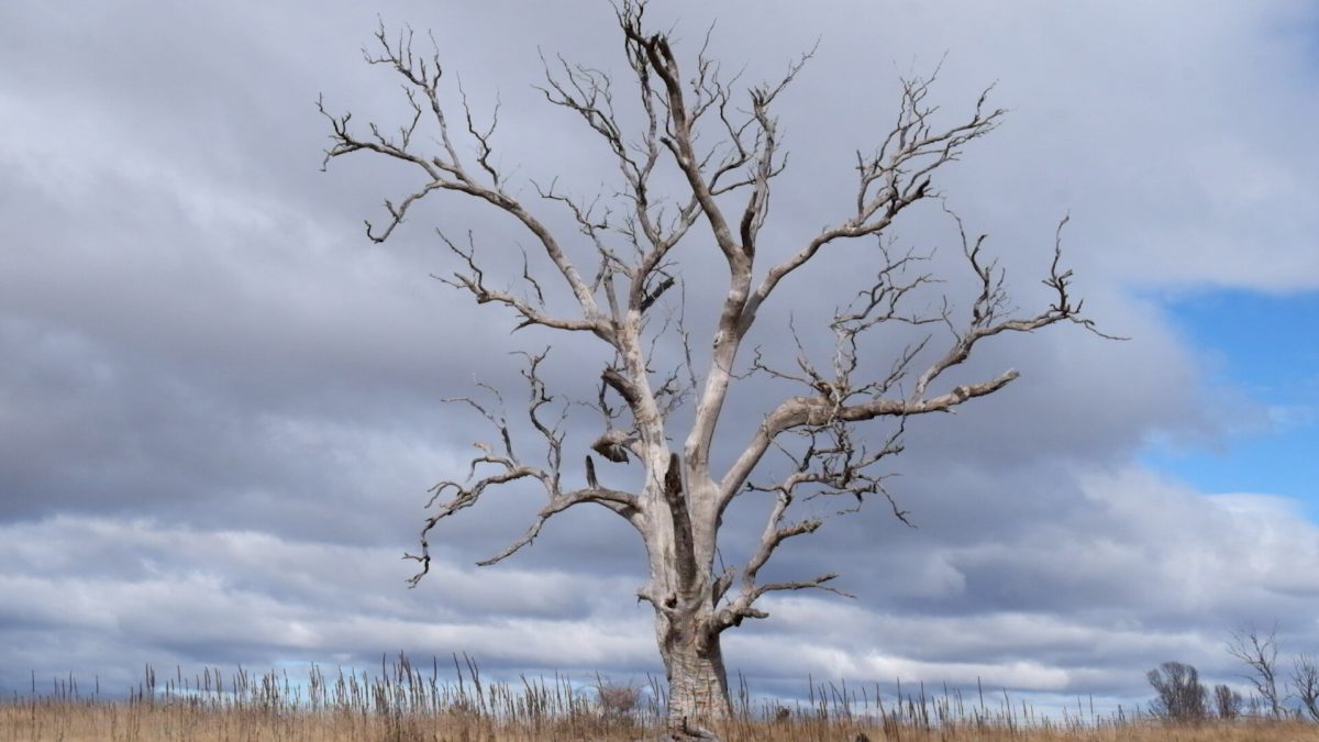What once was living, breathing woodland now stands with only the hollow wind to pass across the branches of dead trees.