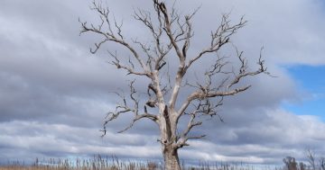 Documentary about ecosystem 'degradation' in Monaro a finalist in Far South Film Festival