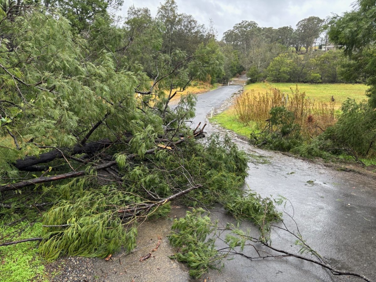A tree down on a road
