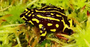 Hundreds of rare corroboree frogs return to the wild in major conservation effort