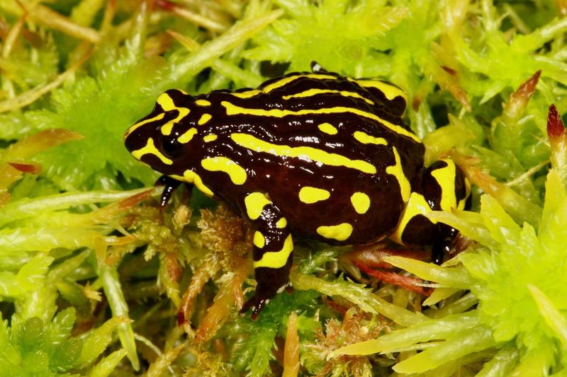 Northern Corroboree Frog