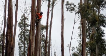 Racing against fire - inside the push to save alpine ash forests