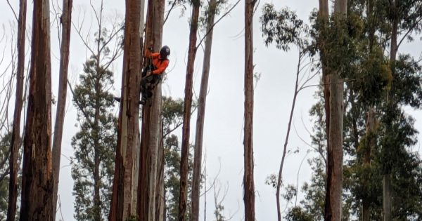 Racing against fire - inside the push to save alpine ash forests