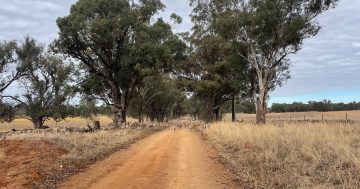 Drought tightens grip on southern NSW as conditions worsen