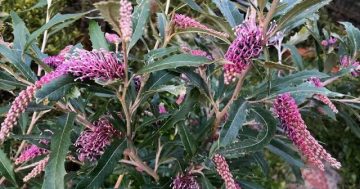 Snowy Valleys workshops help secure future for endangered grevillea