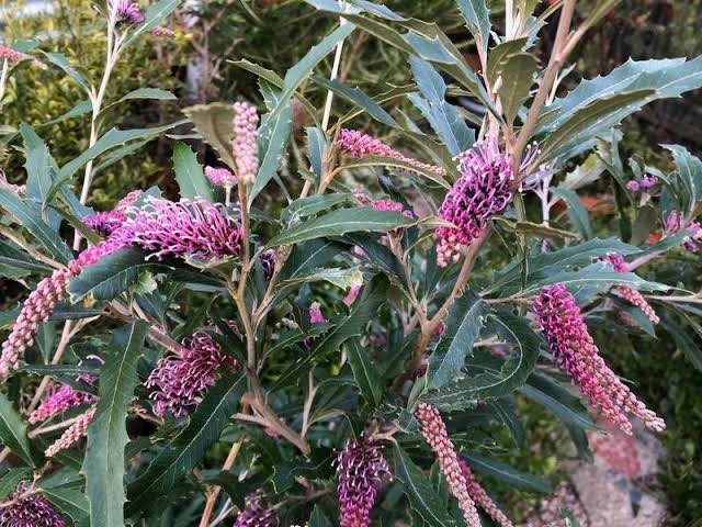 Tumut grevillea