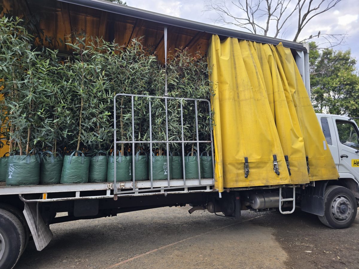 Mountain View Nursery had a $92,000 contract to green the Sydney Airport motorway.