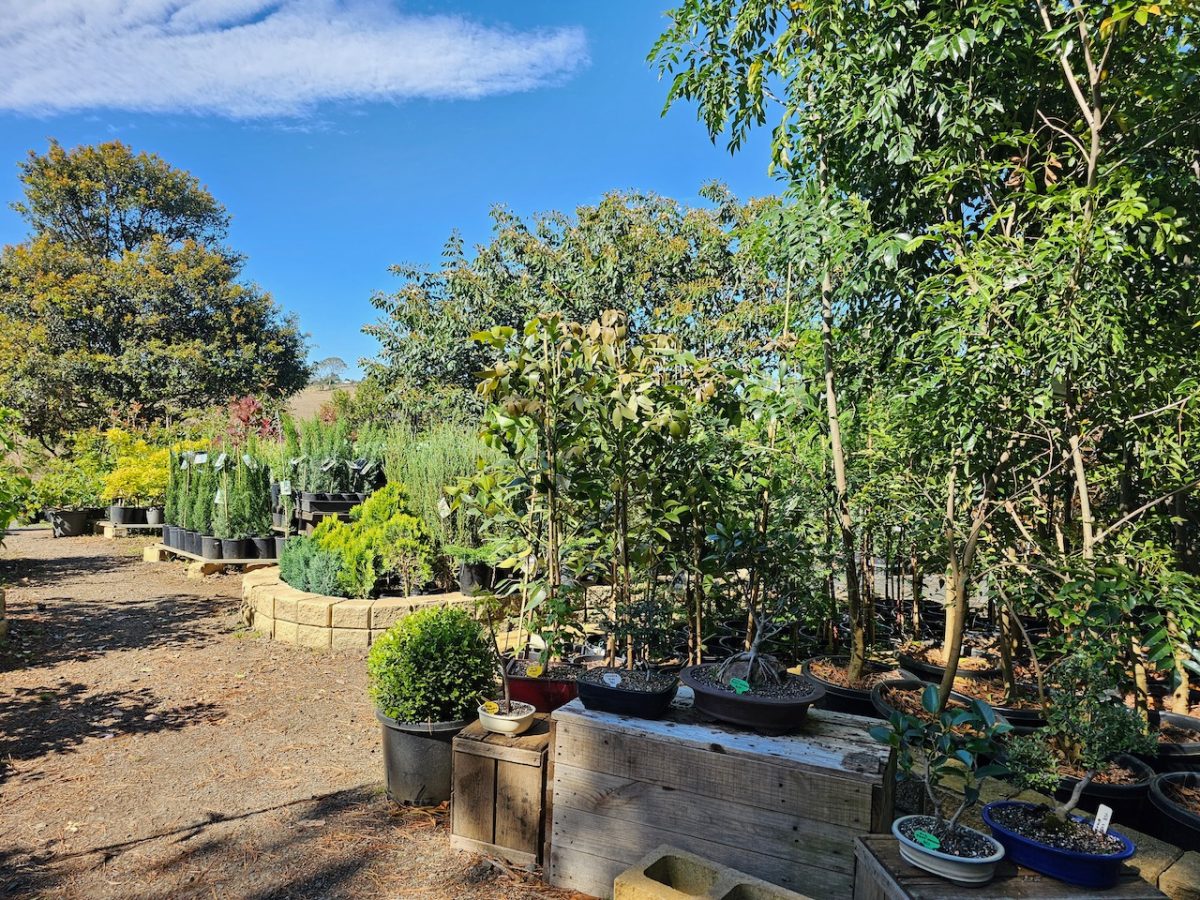 Mountain View Nursery propagates and sells a wide variety of plants which it sells retail and wholesale.