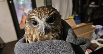 Fur the love of it: Capital Country animal refuge serving up TLC marks milestone