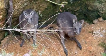 Unusual rescue saves young roos from a hole lot of trouble in South Coast bush