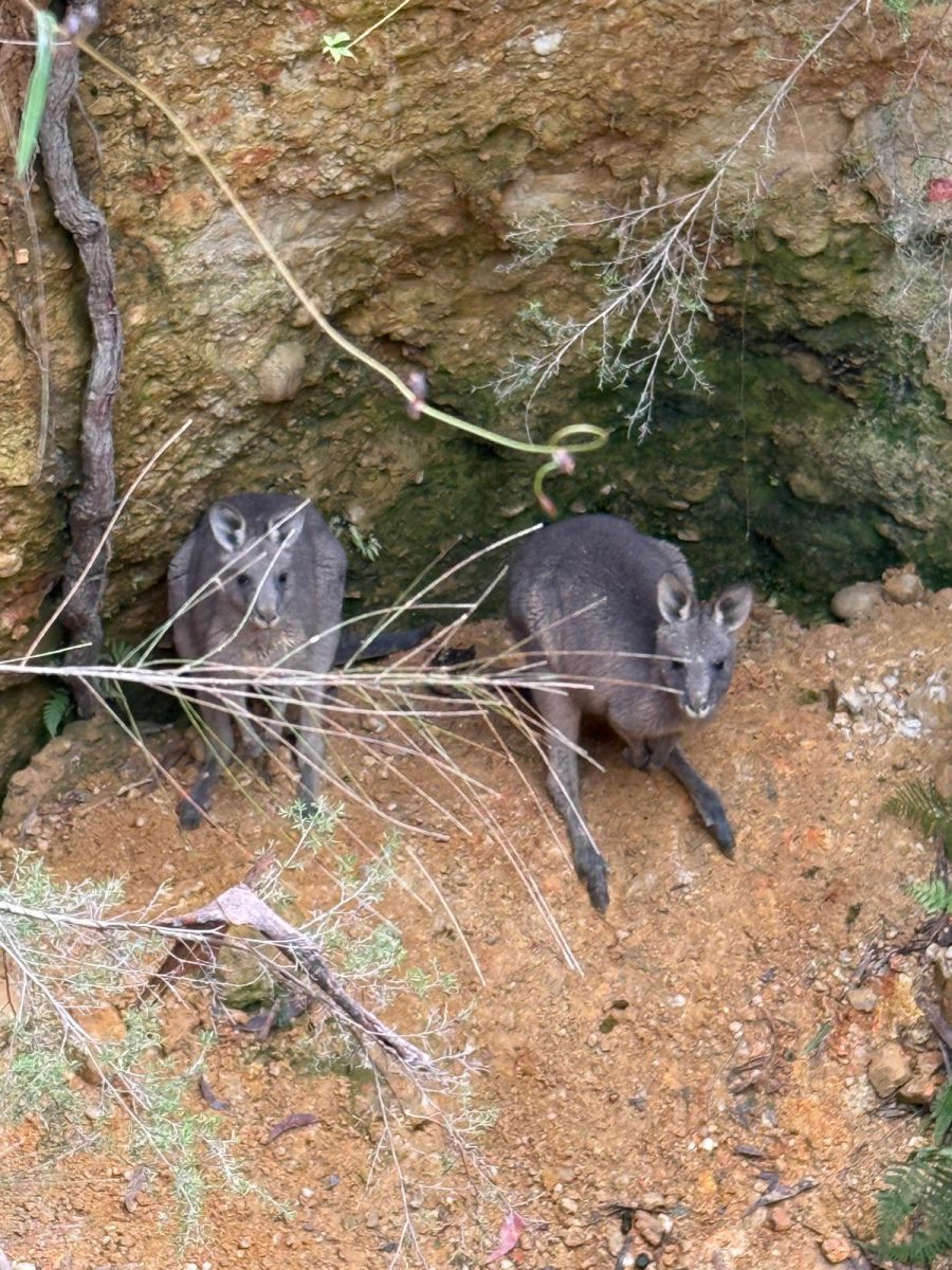 Two kangaroos at the bottom of a hole in the bush