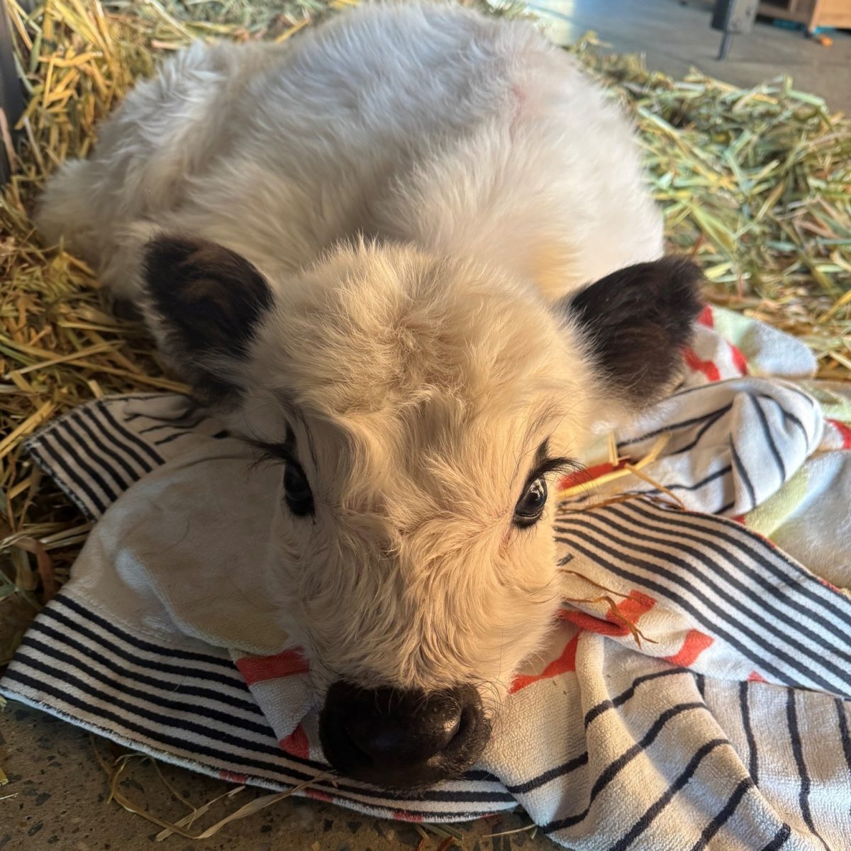 A calf lying down with his head on a blanket