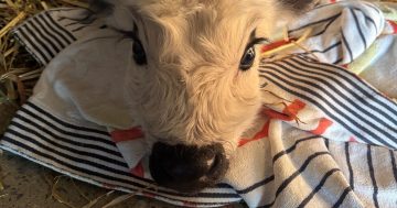 The Bungendore calf bouncing back after a visit to intensive care