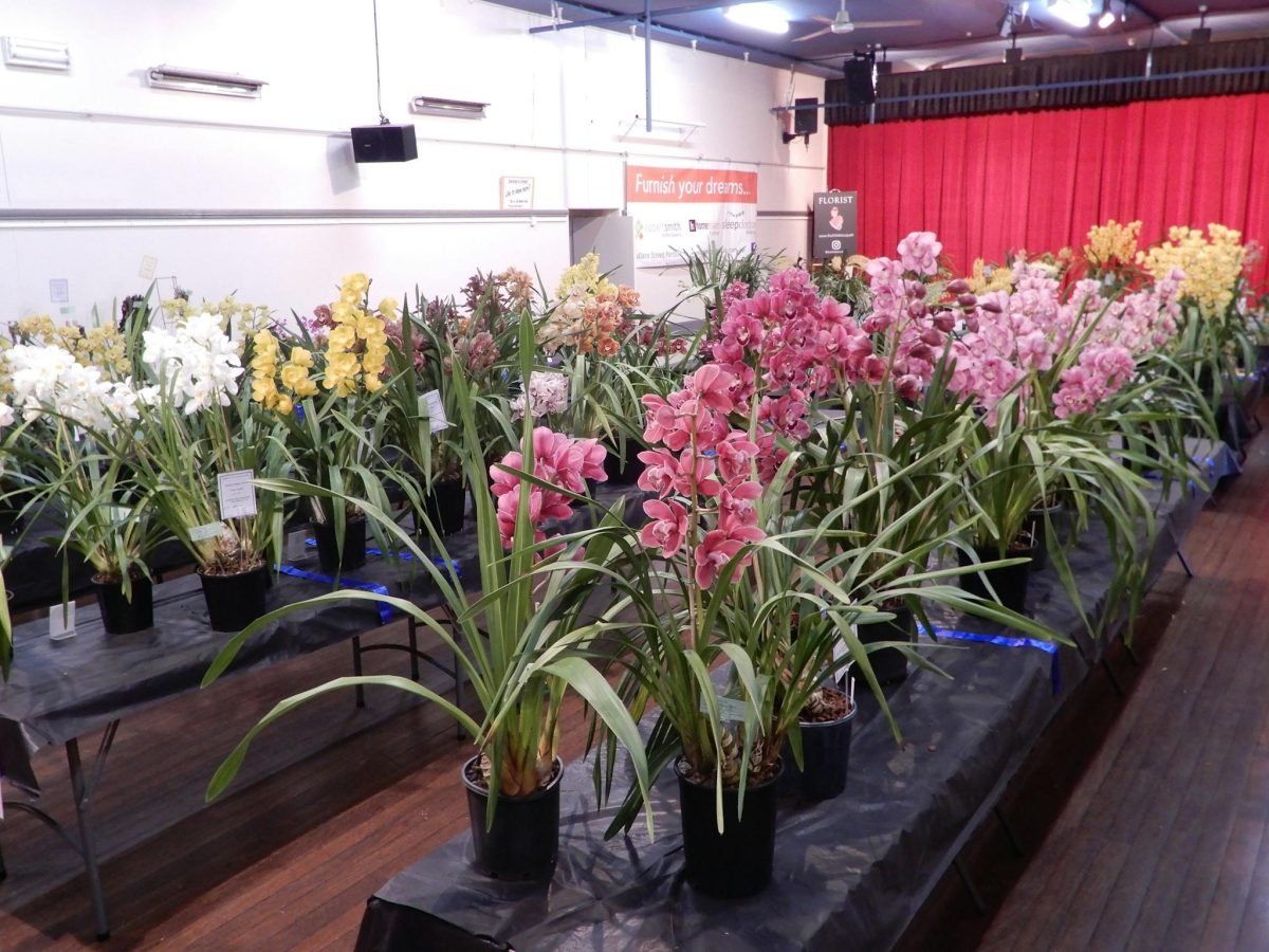Orchid display