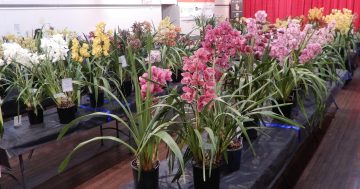 Things to do in the regions this week (8 – 14 August)