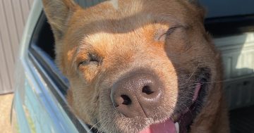 Eurobodalla Animal Welfare League's Pets of the Week: Meet Ace and Lulu!
