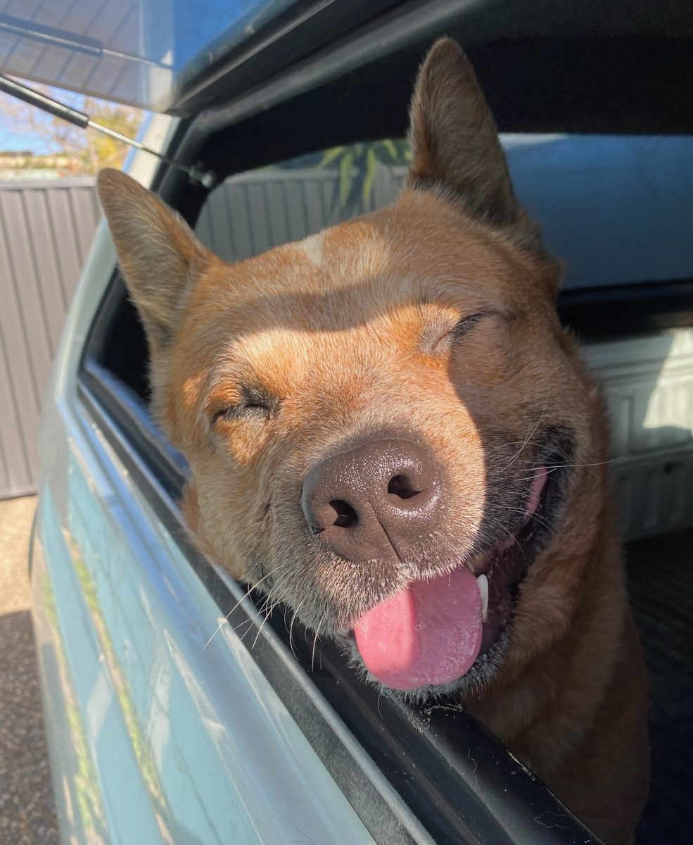 If you're looking for a true-blue mate you can't go wrong with red heeler, Ace. 