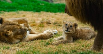 WATCH: National Zoo full of pride for first baby lion in 20-plus years