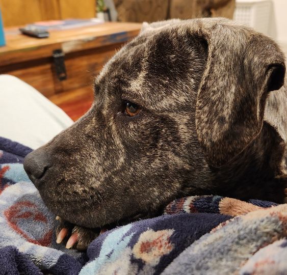 If you're looking for a cuddle buddy for yourself or your furry family members, look no further than Lulu.