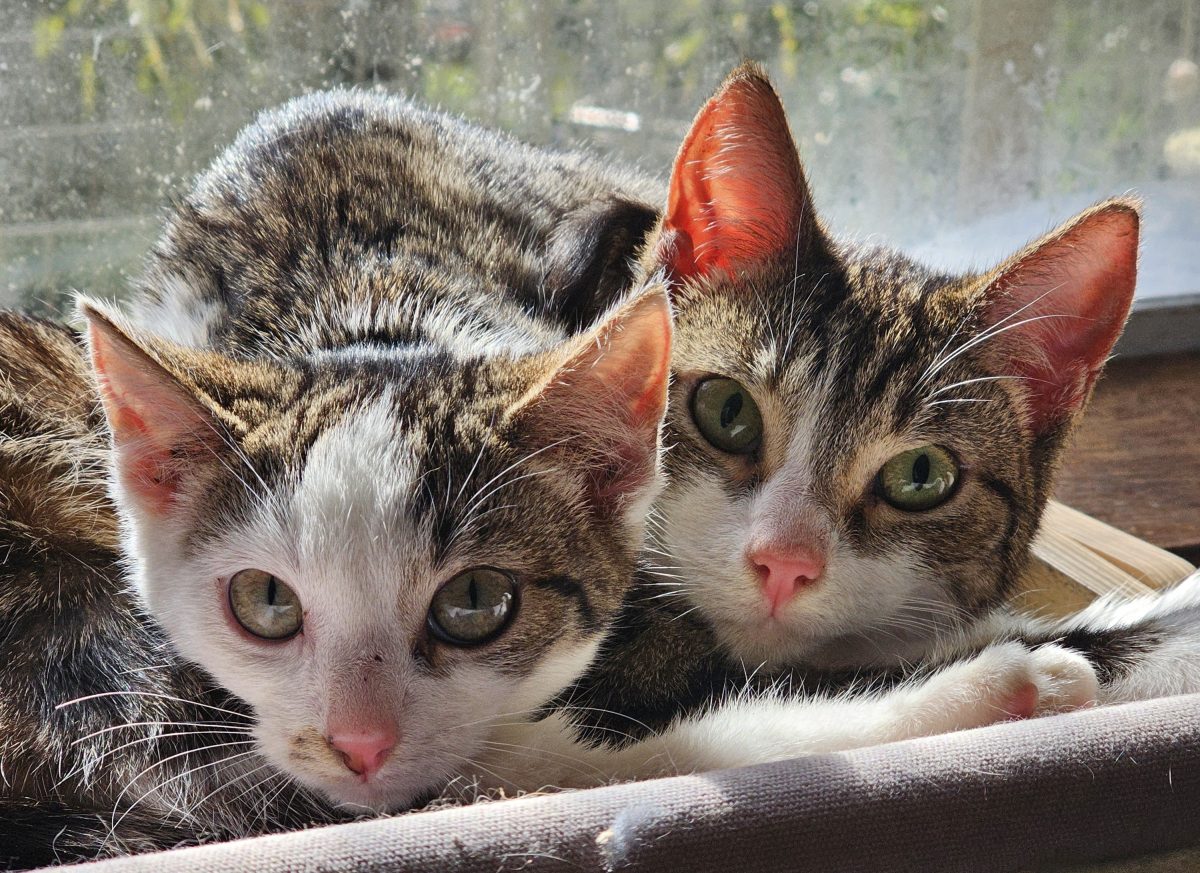 Kittens Mia and Dolly were rescued from an animal cruelty situation - now they're ready to find loving homes. 