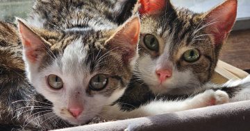 Eurobodalla Animal Welfare League's Pets of the Week: Meet Dolly and Mia!