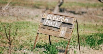Wine, blossoms and music celebrate spring in the Hilltops