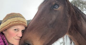 Horses lead the way to healing in the Snowy Mountains