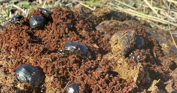 16,000 dung beetles released in Canberra as part of the city's war on excrement