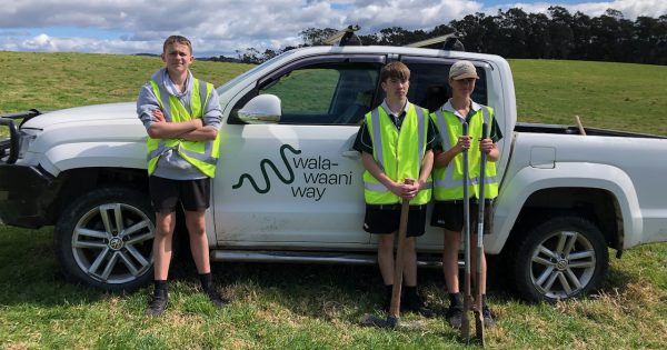 Tree-mendous effort: Narooma students lend a hand at Bodalla conservation project
