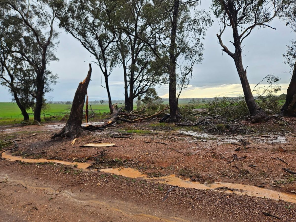 A tree felled by a tornado